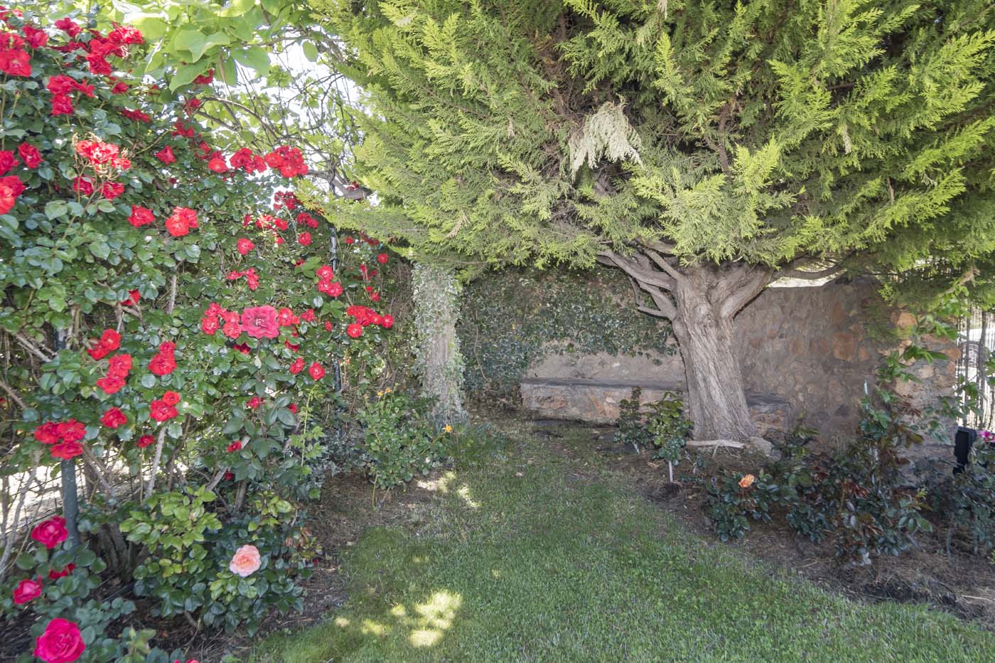 Intimate corners, mature plants